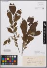 Foto von Salix cinerea L.